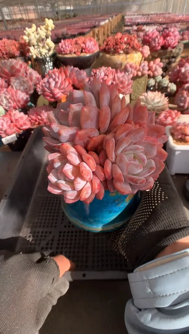 395韩橙一物一拍