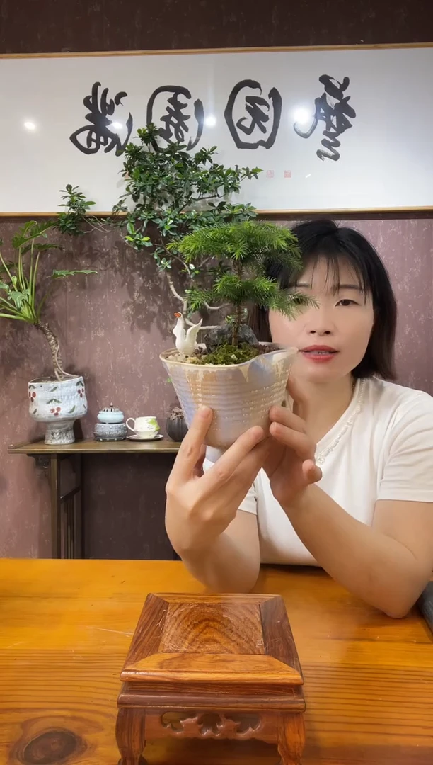 无花朵迷你南洋杉盆景