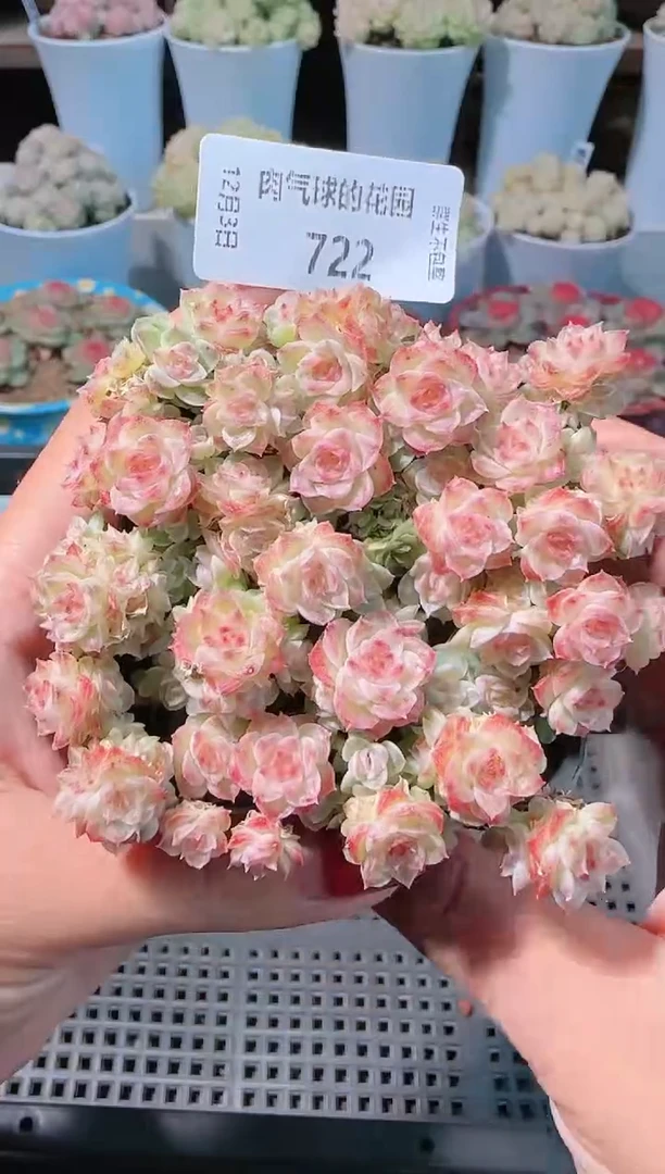 1203-722多肉群生不包整