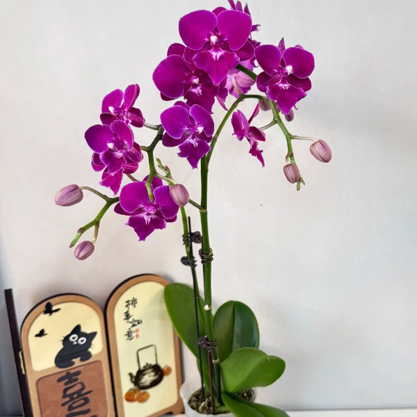 [山楂树之恋]-精选蝴蝶兰好养耐养带花 稀有室内花卉（全花开放）