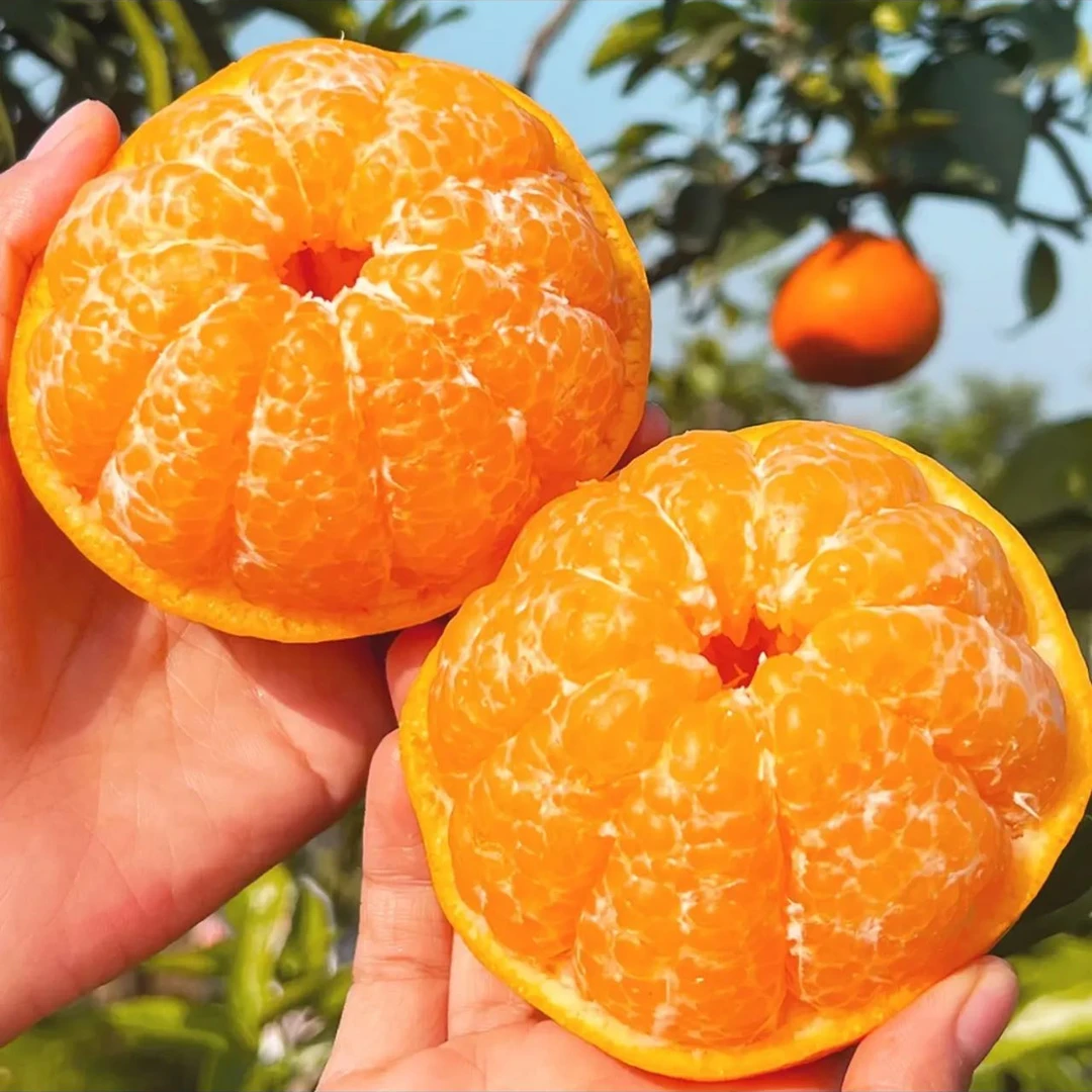 【新疆包邮】四川甘平柑橘皇后