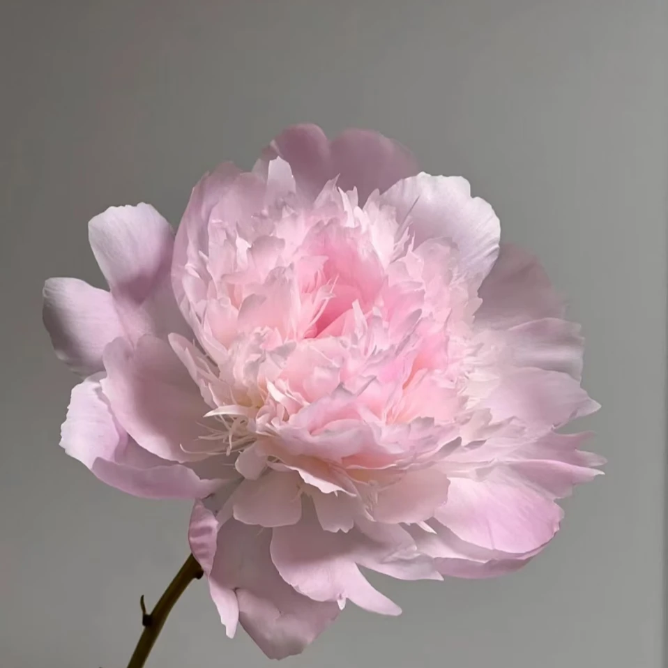 进口盆栽芍药品种（佩尔）成花率高，适合切花，少女粉嫩