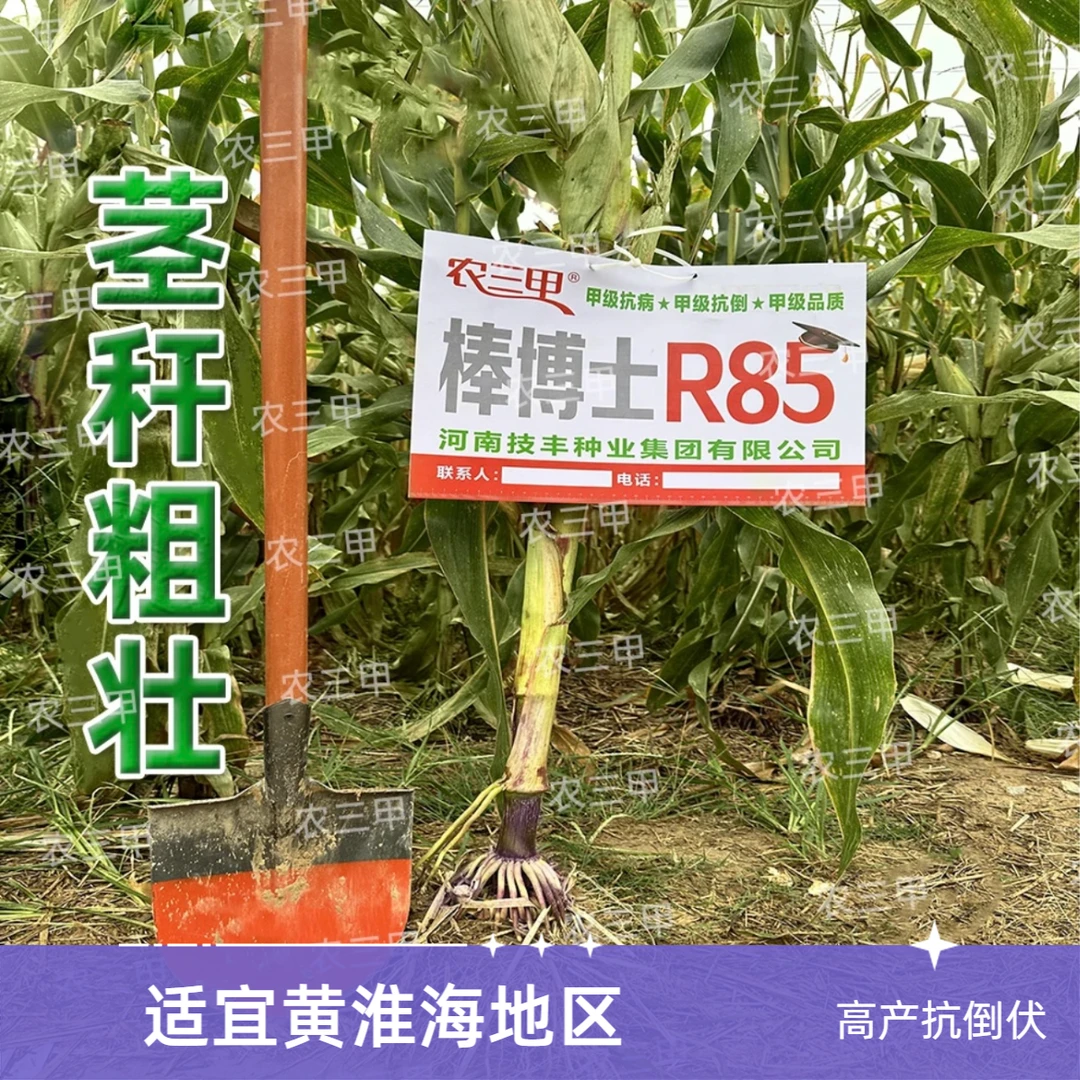 棒博士R85长马齿红轴大棒抗病抗倒高产玉米种好管理中密度河南