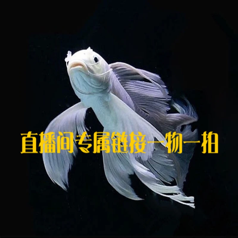 鲤友蝴蝶鲤专拍一物一拍链接