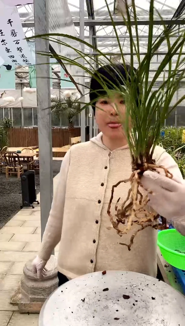 【闪购商品】余蝴蝶，830