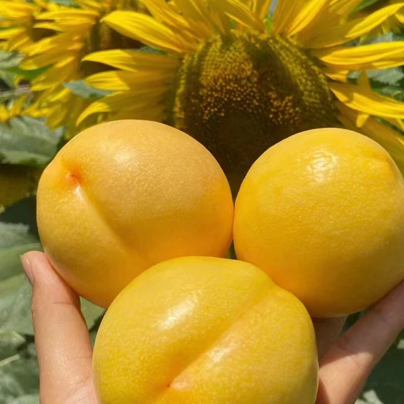 紬祇山东蒙阴黄油桃2-4.5斤无毛黄皮黄肉油桃酸甜脆多汁黄桃爆汁