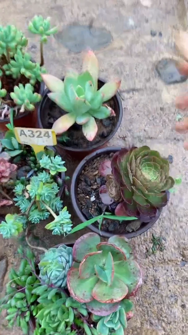 A324闪购清风花木兰多肉组合脱土发货