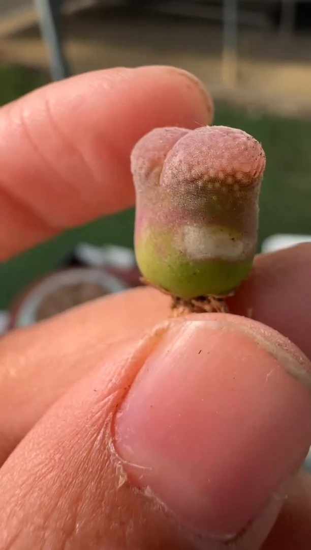 美丽的肉石头10-226