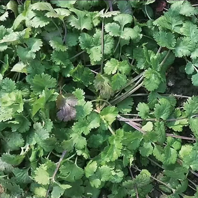 【趴地香菜种子】 四季种植盆栽地栽阳台小院种植