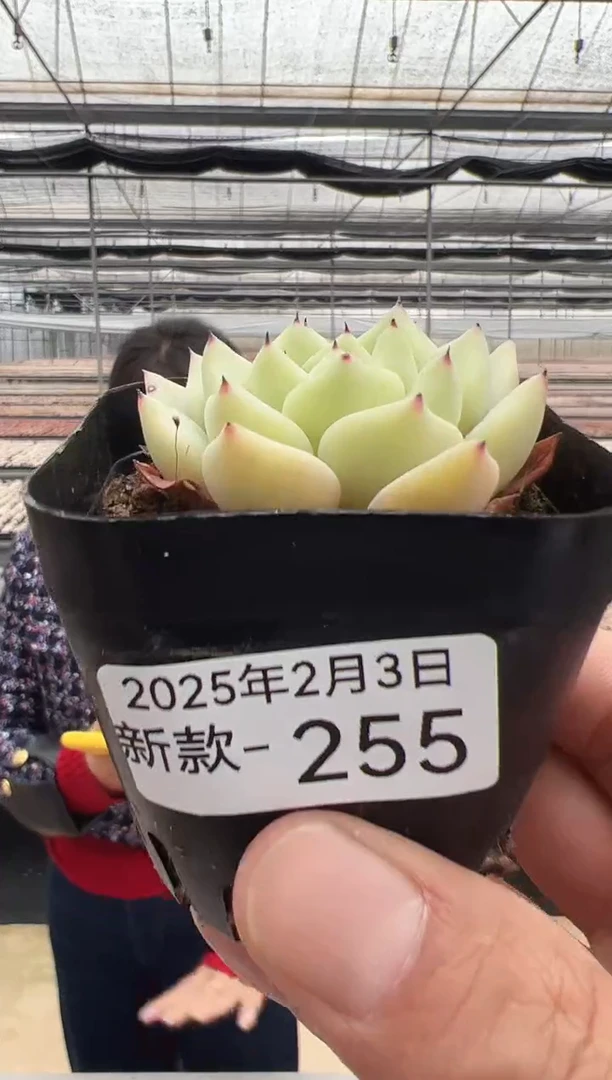 【闪购商品】新款多肉-255