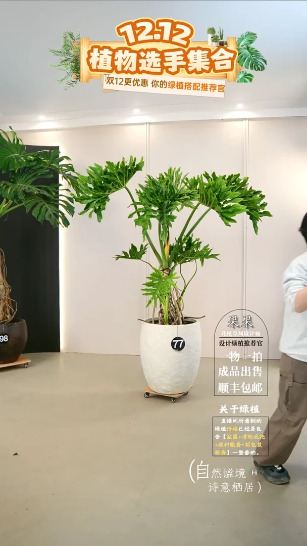 无花朵囍****U大老桩龙鳞春羽连盆种好栽好一整套送货上门