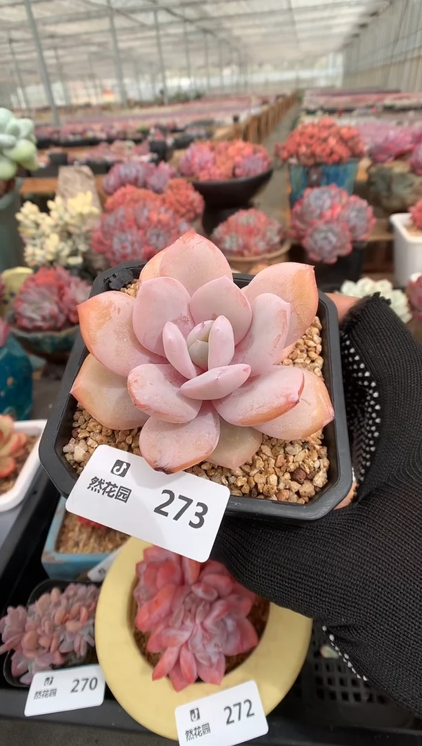 273奶茶一物一拍