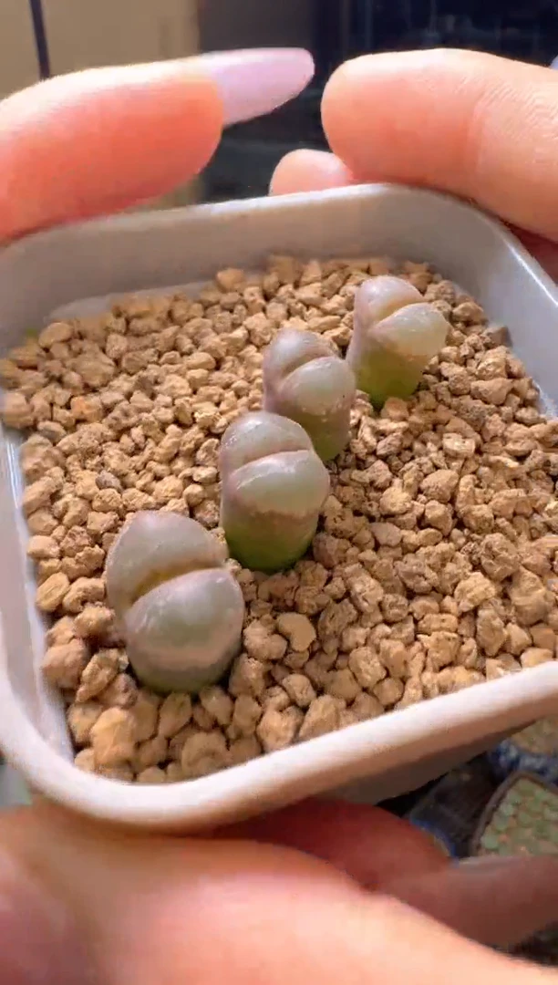 28-67多肉植物一颗