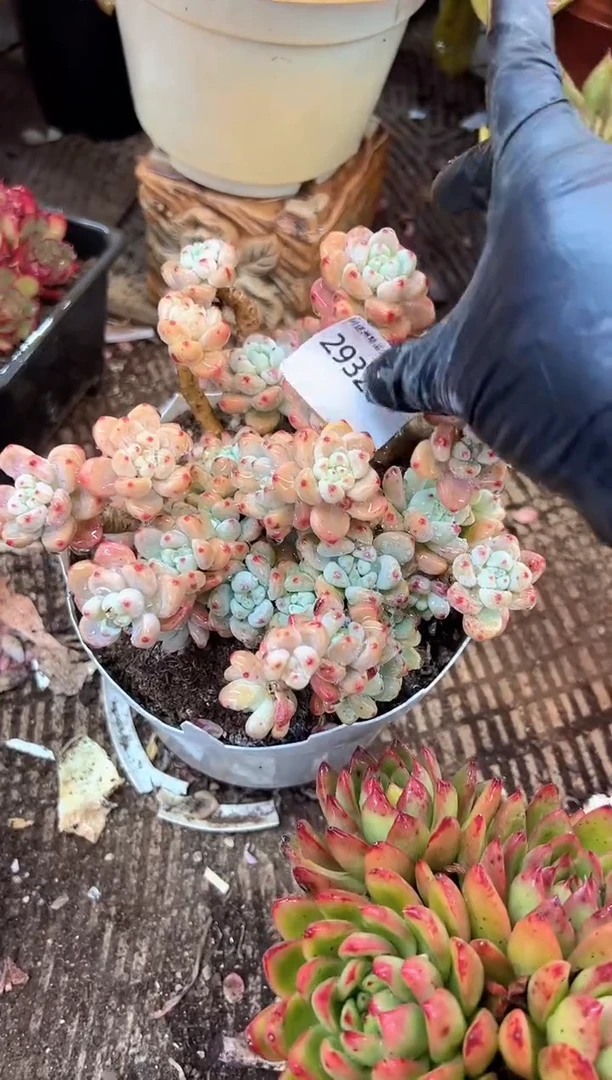 气****?多肉植物一物一拍29326