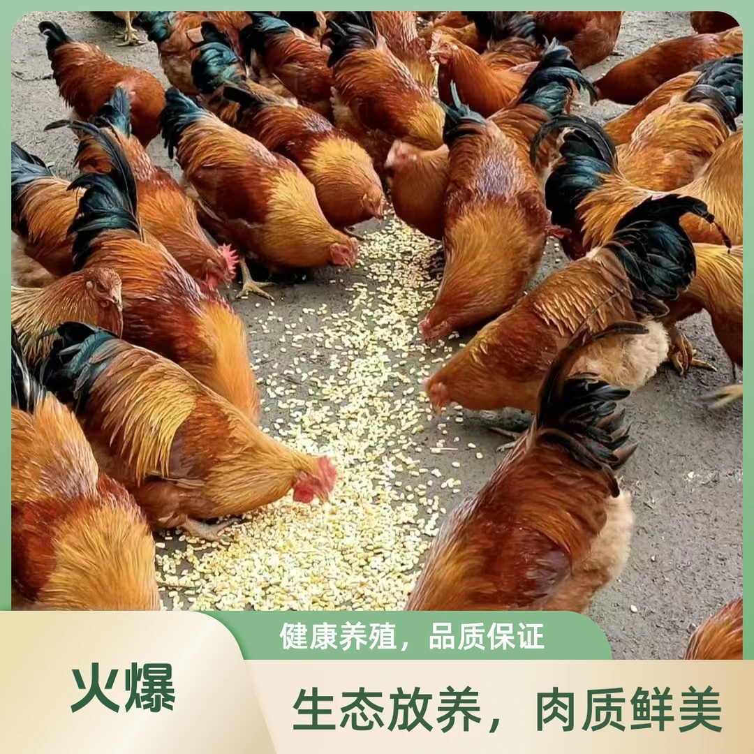 【阉鸡】农家果园散养玉米的阉鸡（顺丰包邮）