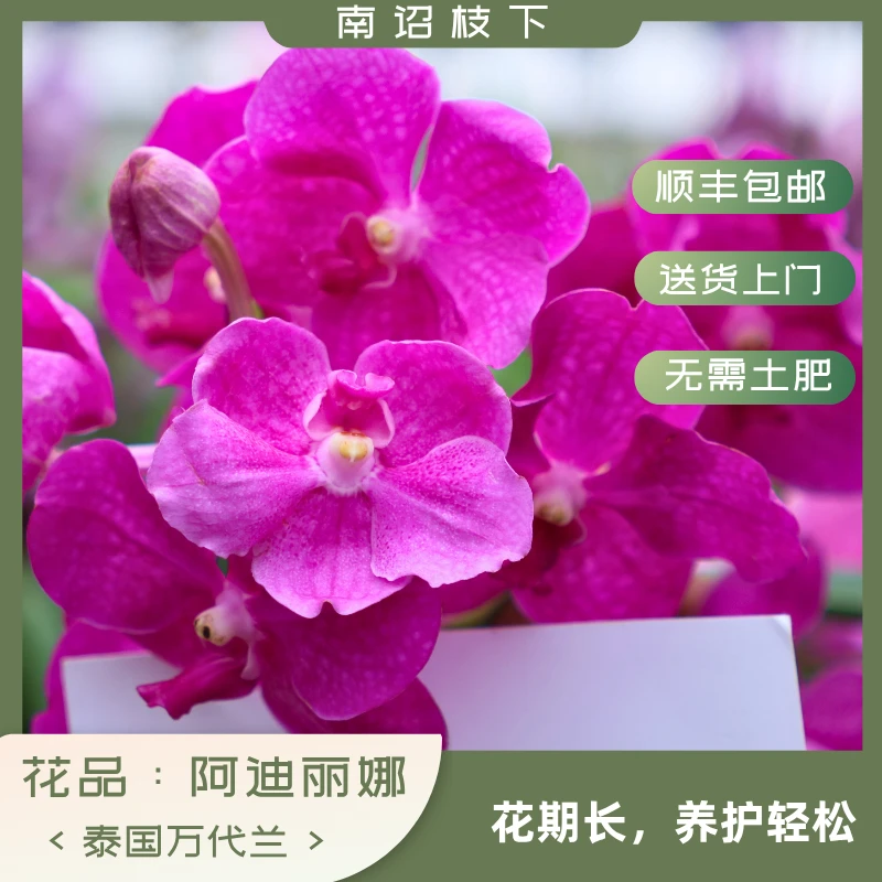 【南诏二级】泰国 阿迪丽娜(盆栽) 万代兰,花大艳丽花期长