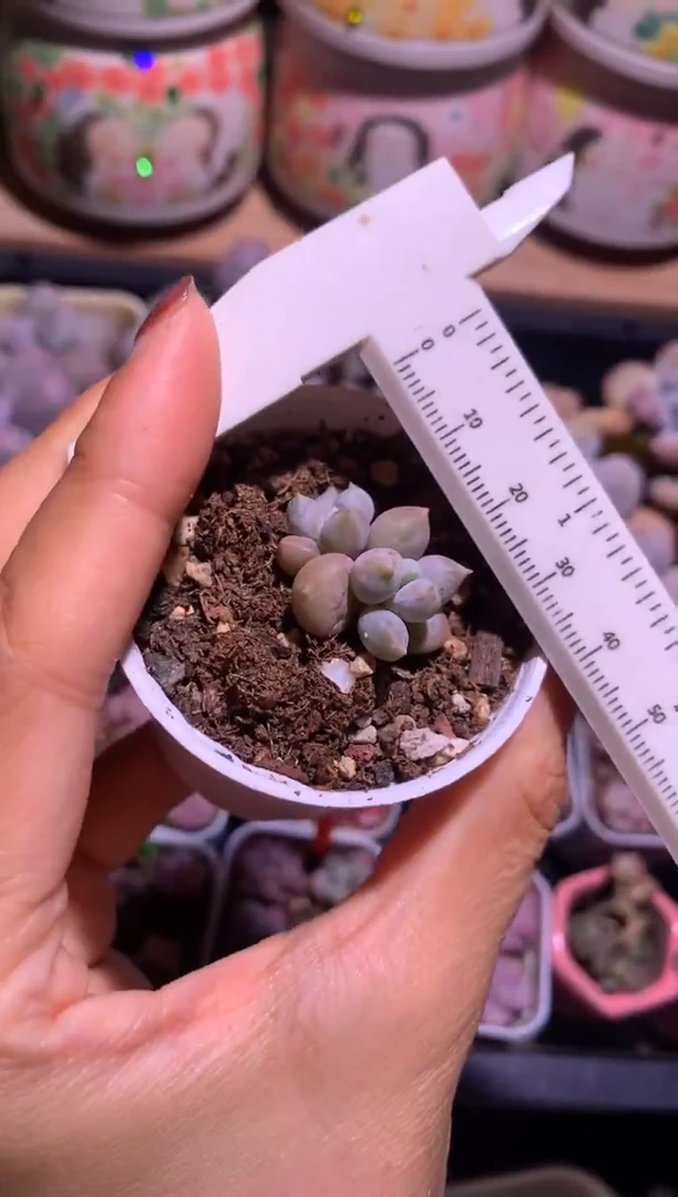 双头哥特萝莉胖体，满28包邮不满发一个叶片到付