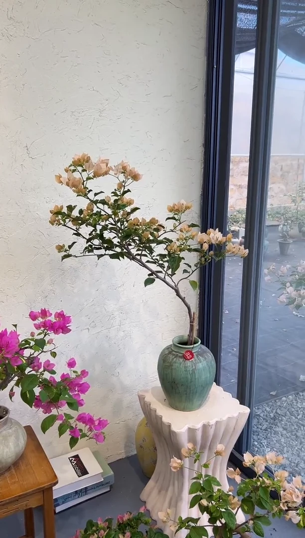 完全开放冯*雯蒙娜丽莎茶