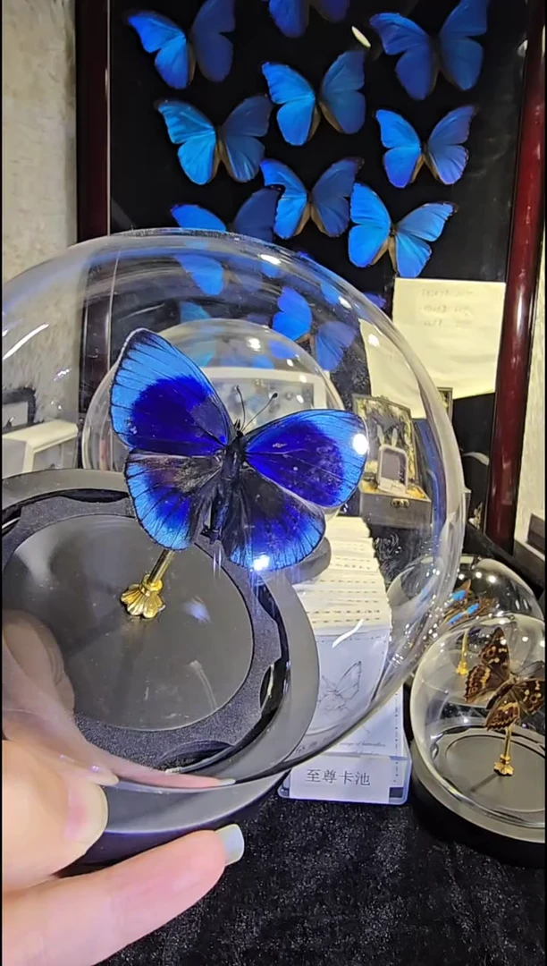 红夜猩水晶球蝴蝶标本