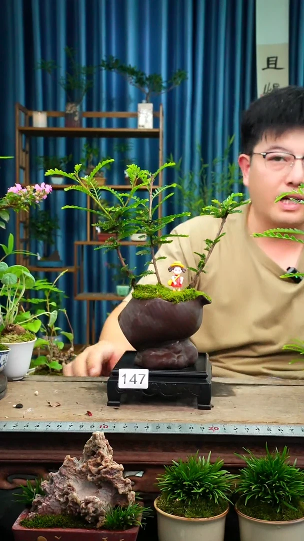 无花朵苔藓微景观147号