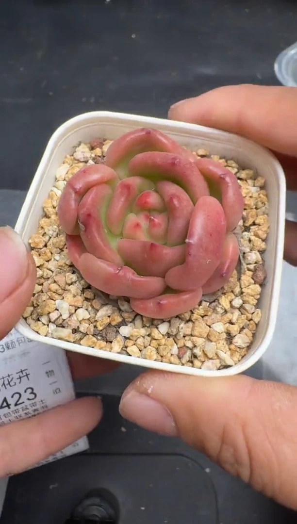 421M当天拍3颗包柚 带盆土纸巾打包 云禹花卉 珍妮多肉植物