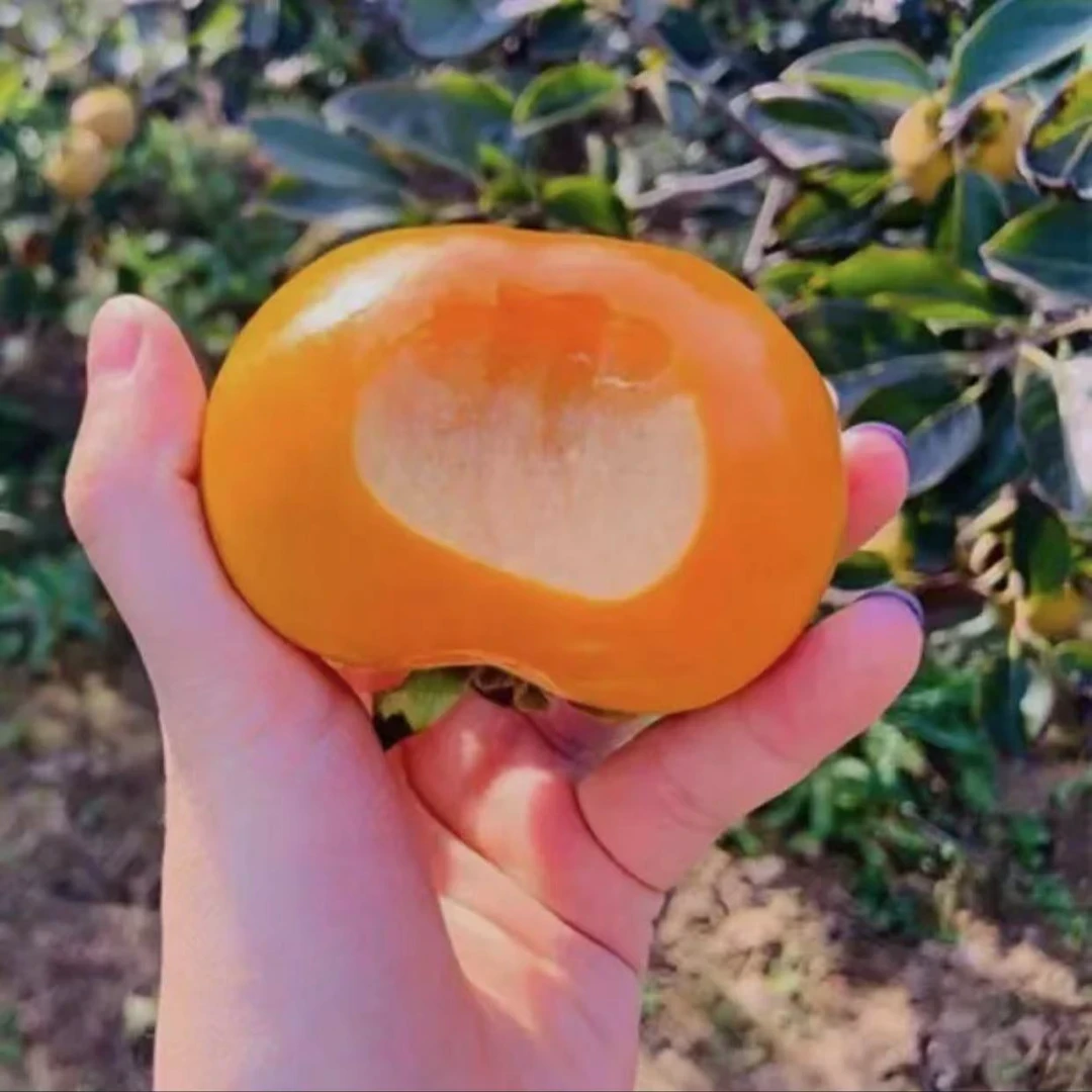 脆甜柿子树苗阳丰太秋火晶柿子树苗南北方均可种植耐寒抖音基地