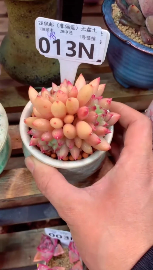 013N（一物一拍，精品多肉，所见即所得 ）