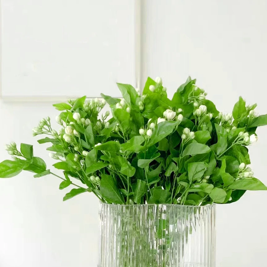 特价【次日达·茉莉花】茉莉花1把（15-20枝有长有短）鲜切花生活鲜花·基地直发·批发·全场京东包邮次日达