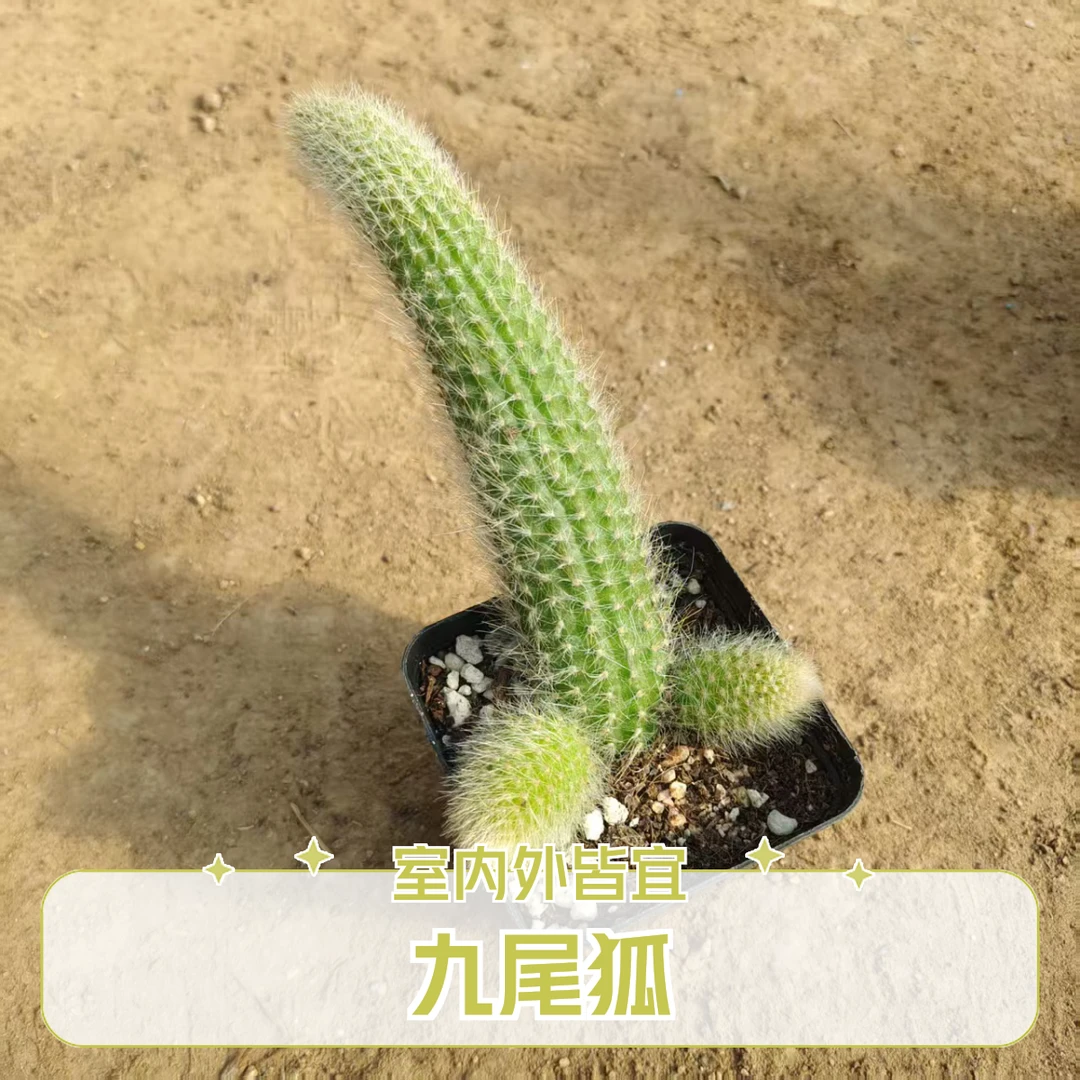 条仙人柱九尾狐多肉植物防辐射净化空气