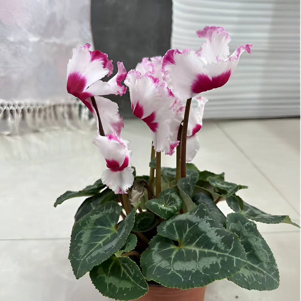 二代仙客来【维多利亚】~带花带花苞 室内美观盆栽花卉
