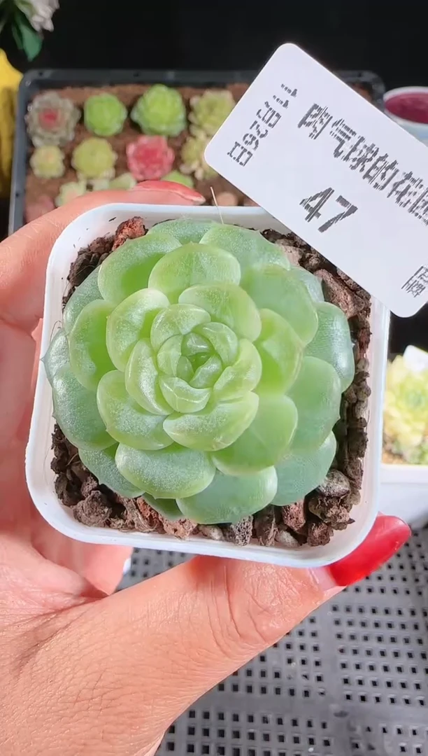 1126-47无尽灯群生不包整