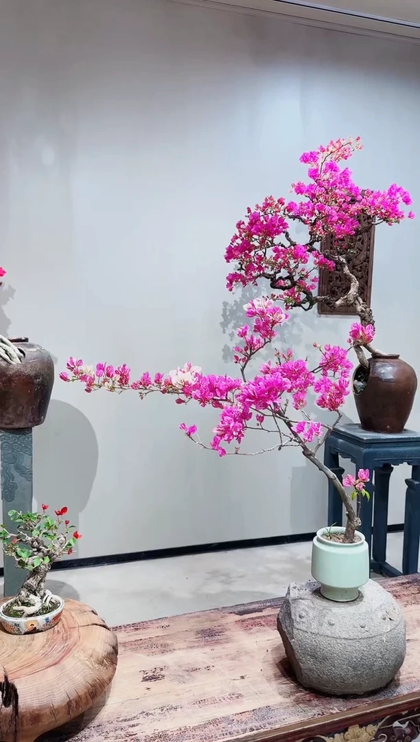 【闪购商品】盆景章红樱