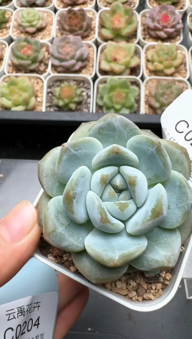 203C云禹多肉植物 带盆土纸巾打包 3颗包邮