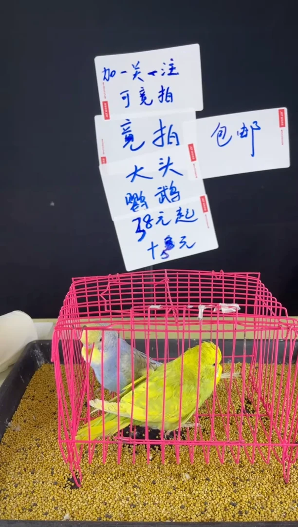 虎皮鹦鹉大头虎皮