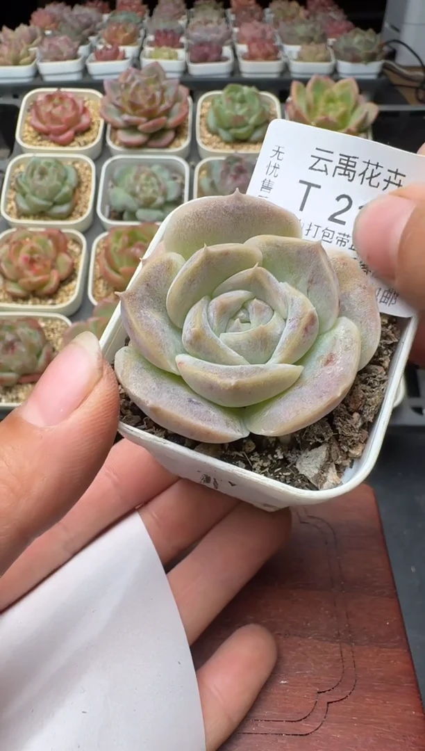 211N带盆土发(5.5cm杯） 当场拍3颗以上包柚 多肉植物