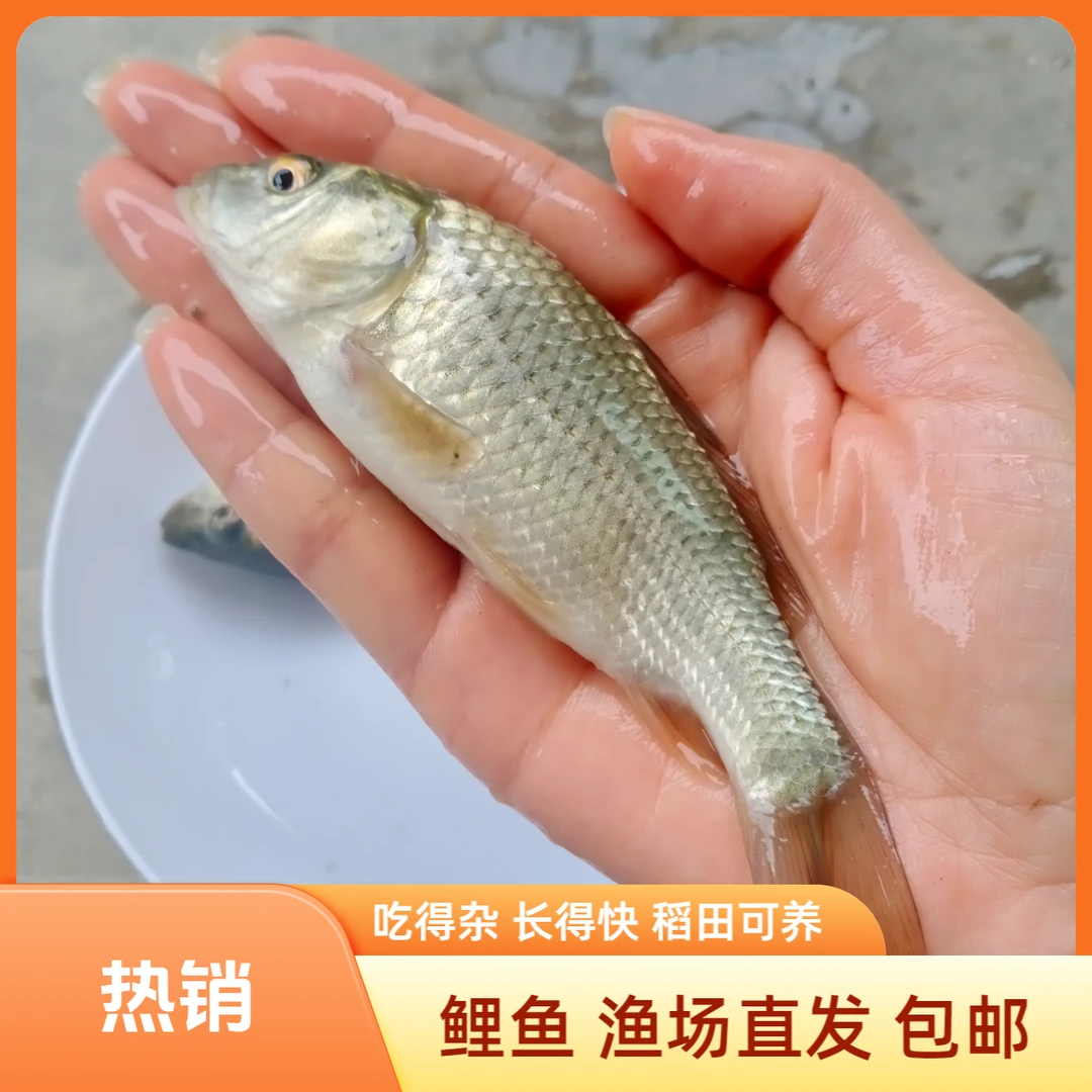 【活体】鲤鱼红尾鲤鱼田鱼（4-12厘米）观赏鱼淡水鱼冷水鱼