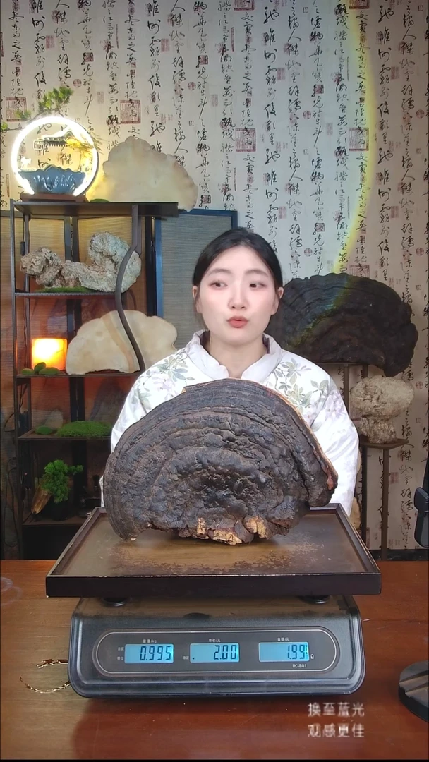 红缘拟层孔菌中国大陆【藏区野生】红缘树舌（1.99斤）20-30年份