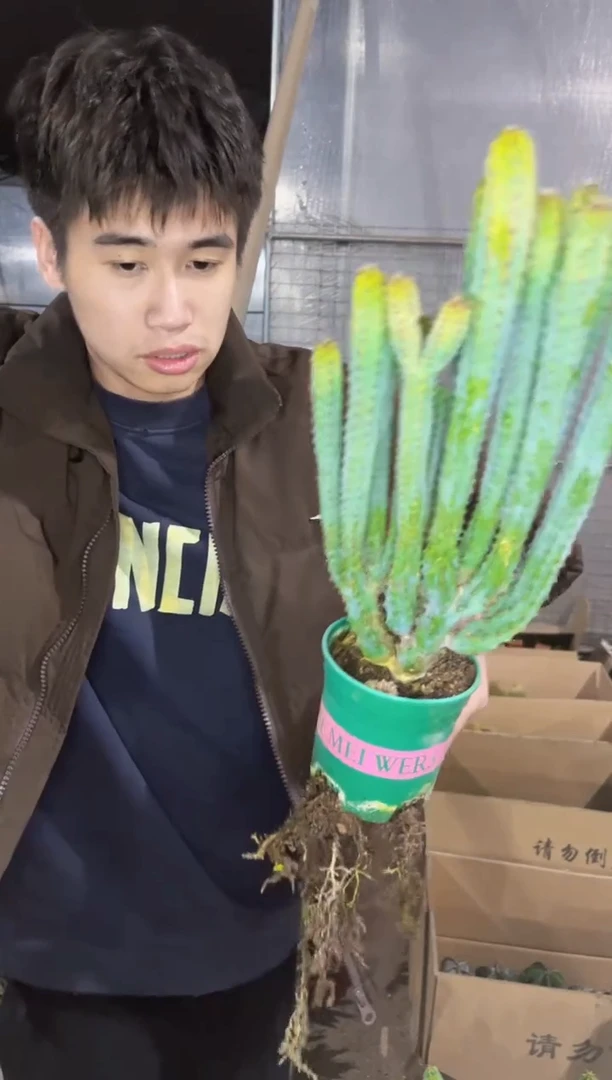 【闪购商品】多头 泰隆木
