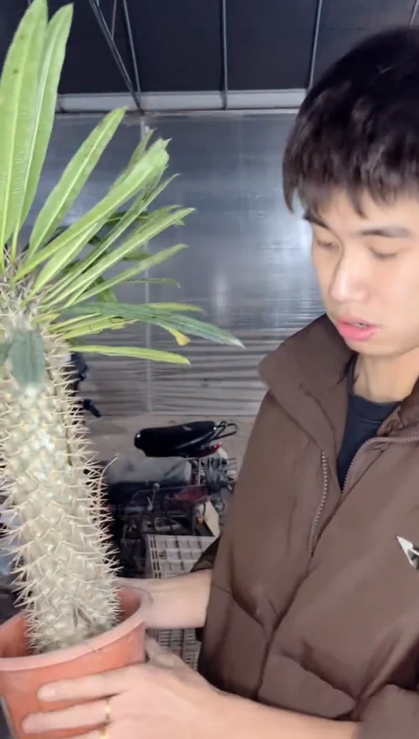 【闪购商品】霸王树「掉叶是正常」