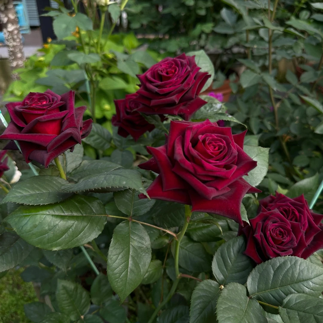 云南直发【黑巴克】玫瑰大苗月季阳台花卉四季开花办公室复色花卉