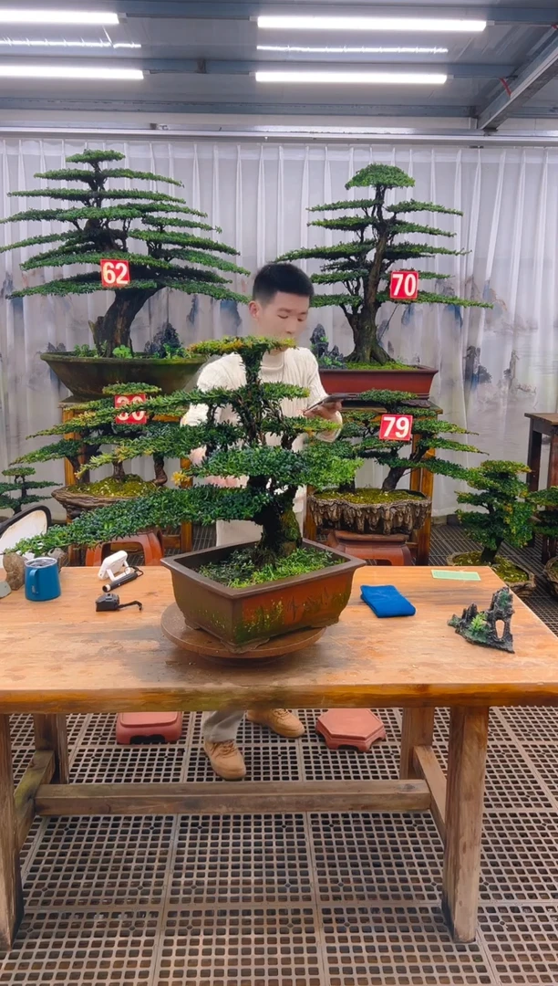 无花朵@****?精品盆景直播间一物一拍