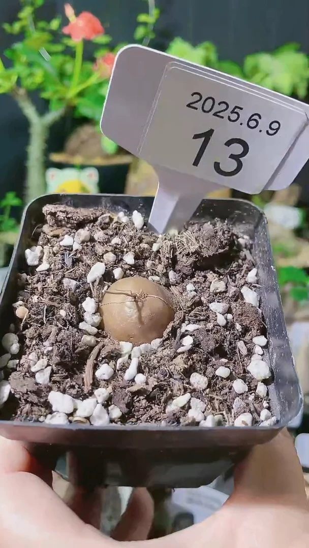 13号609半球龟甲龙宝宝带盆