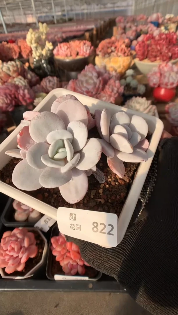 822雪莲多肉植物一物一拍