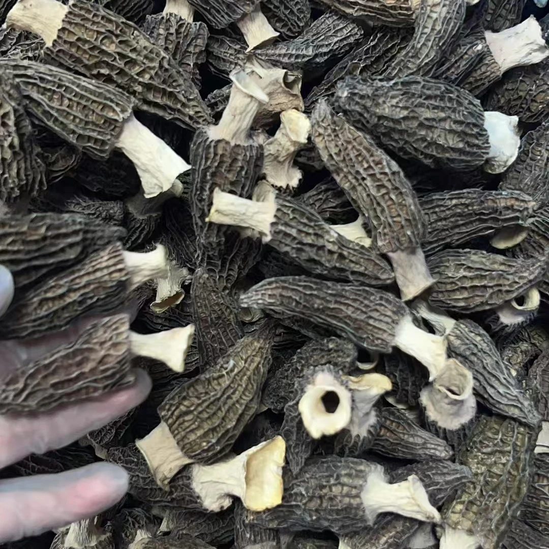 2025年精选头茬仿野生种植羊肚菌干货菌菇云南特产山珍煲汤