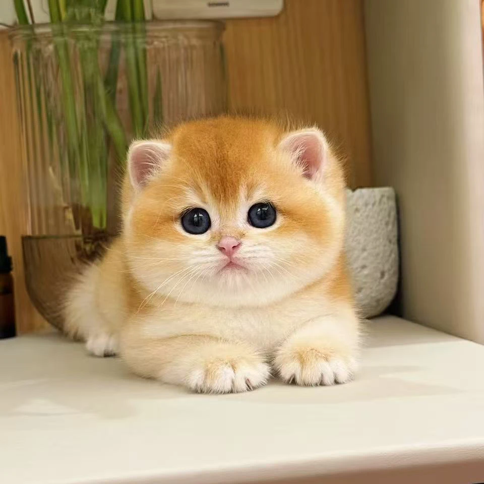 自家繁育金渐层纯种猫咪