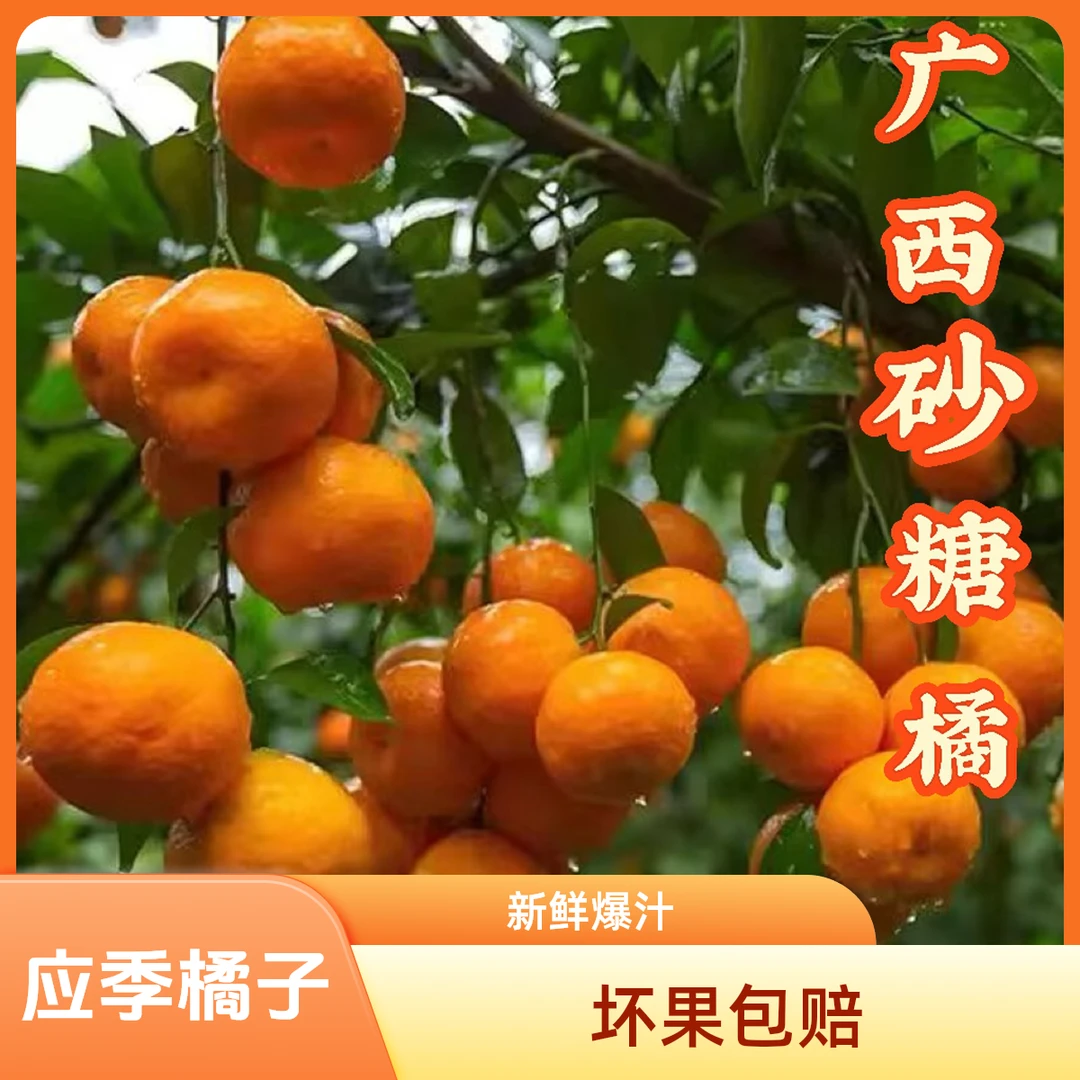 广西棉桔现摘橘子薄皮爆汁爽口新鲜水果果园直发小蜜橘
