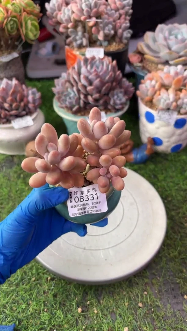 昆明印象多肉08331