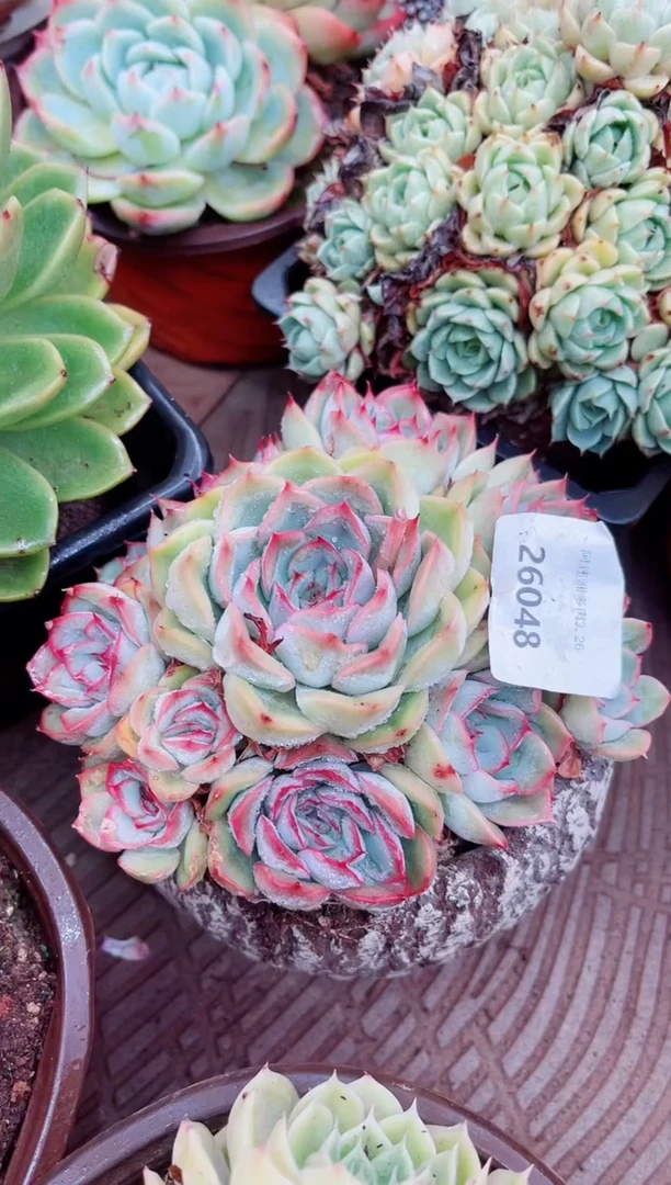 26048多肉植物一物一拍