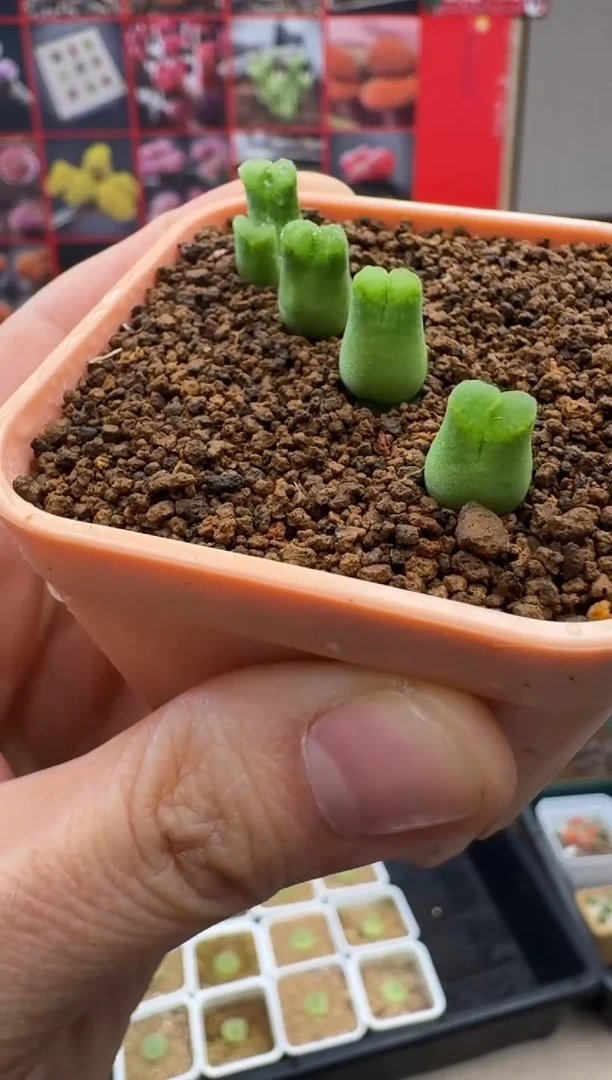 【闪购商品】31-6奶瓶lw一颗