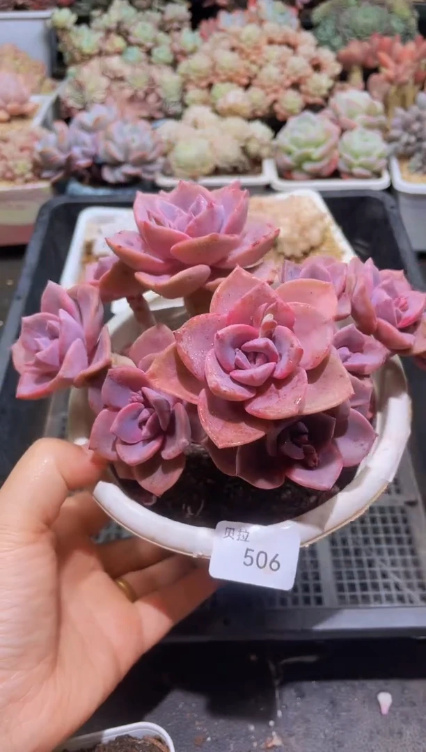 【闪购商品】506彩虹糖群